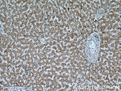 GSNOR/ADH5 Rabbit anti-Human, Mouse, Rat, Polyclonal, Proteintech 150 &mu;L;