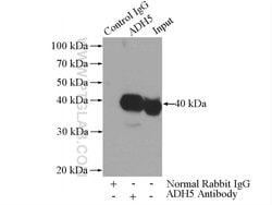 GSNOR/ADH5 Rabbit anti-Human, Mouse, Rat, Polyclonal, Proteintech 150 &mu;L;