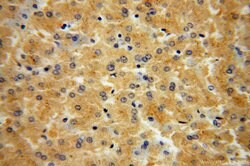 CSNK1G1 Rabbit anti-Human, Mouse, Non-human primate, Rat, Polyclonal, Proteintech:Antibodies:Primary