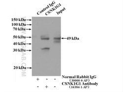 CSNK1G1 Rabbit anti-Human, Mouse, Non-human primate, Rat, Polyclonal, Proteintech:Antibodies:Primary