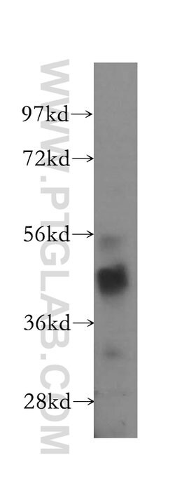 CSNK1G1 Rabbit anti-Human, Mouse, Non-human primate, Rat, Polyclonal, Proteintech:Antibodies:Primary