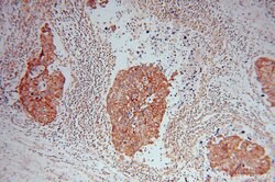 MRPL44 Rabbit anti-Human, Mouse, Rat, Polyclonal, Proteintech 150 &mu;L;