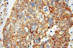 MRPL44 Rabbit anti-Human, Mouse, Rat, Polyclonal, Proteintech 150 &mu;L;