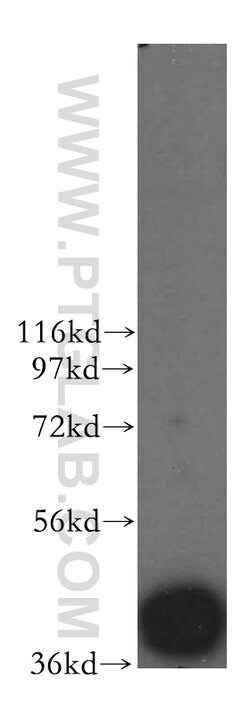 MRPL44 Rabbit anti-Human, Mouse, Rat, Polyclonal, Proteintech 150 &mu;L;