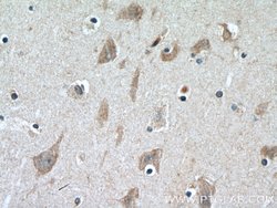 CERCAM Rabbit anti-Human, Mouse, Rat, Polyclonal, Proteintech 150 &mu;L;