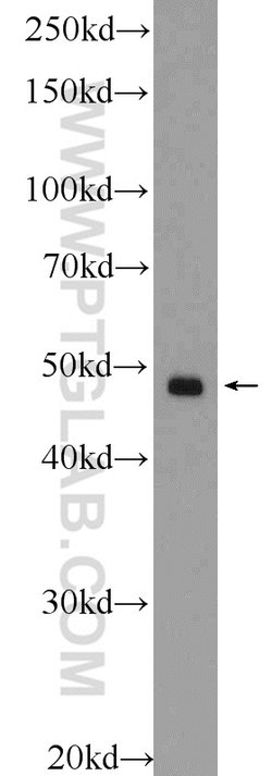 SMCR7/MID49 Rabbit anti-Human, Mouse, Polyclonal, Proteintech:Antibodies:Primary