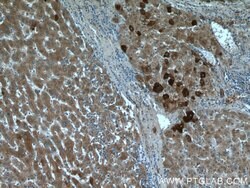 FUCA1 Rabbit anti-Human, Mouse, Rat, Polyclonal, Proteintech 150 &mu;L;