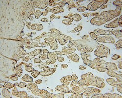 FUCA1 Rabbit anti-Human, Mouse, Rat, Polyclonal, Proteintech 150 &mu;L;
