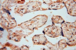 FUCA1 Rabbit anti-Human, Mouse, Rat, Polyclonal, Proteintech 150 &mu;L;