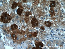 FUCA1 Rabbit anti-Human, Mouse, Rat, Polyclonal, Proteintech 150 &mu;L;