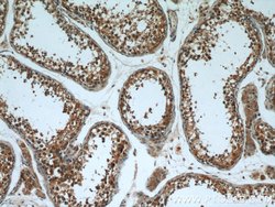 FUCA1 Rabbit anti-Human, Mouse, Rat, Polyclonal, Proteintech 150 &mu;L;