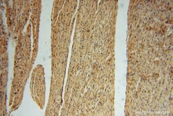 FUCA1 Rabbit anti-Human, Mouse, Rat, Polyclonal, Proteintech 150 &mu;L;