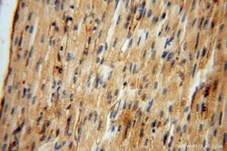 FUCA1 Rabbit anti-Human, Mouse, Rat, Polyclonal, Proteintech 150 &mu;L;