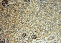 FUCA1 Rabbit anti-Human, Mouse, Rat, Polyclonal, Proteintech 150 &mu;L;
