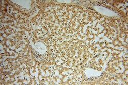 FUCA1 Rabbit anti-Human, Mouse, Rat, Polyclonal, Proteintech 150 &mu;L;
