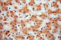 FUCA1 Rabbit anti-Human, Mouse, Rat, Polyclonal, Proteintech 150 &mu;L;