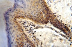 DLD Rabbit anti-Human, Mouse, Rat, Polyclonal, Proteintech 20 &mu;L; Unconjugated:Anticuerpos