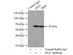 DLD Rabbit anti-Human, Mouse, Rat, Polyclonal, Proteintech 20 &mu;L; Unconjugated:Anticuerpos