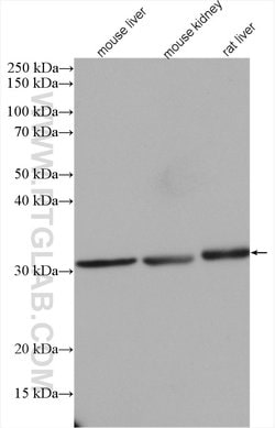 NIT2 Rabbit anti-Human, Mouse, Rat, Polyclonal, Proteintech 150 &mu;L;