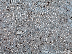 Caveolin-1 Rabbit anti-Human, Mouse, Rat, Polyclonal, Proteintech:Antibodies:Primary