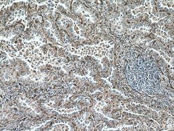 Caveolin-1 Rabbit anti-Human, Mouse, Rat, Polyclonal, Proteintech:Antibodies:Primary