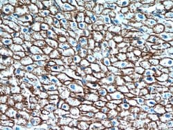 Caveolin-1 Rabbit anti-Human, Mouse, Rat, Polyclonal, Proteintech:Antibodies:Primary