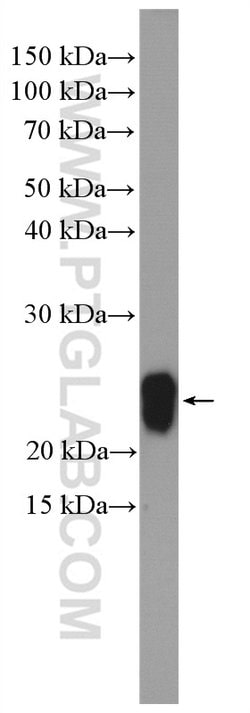 Caveolin-1 Rabbit anti-Human, Mouse, Rat, Polyclonal, Proteintech:Antibodies:Primary
