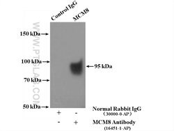 MCM8 Rabbit anti-Human, Mouse, Rat, Polyclonal, Proteintech:Antibodies:Primary