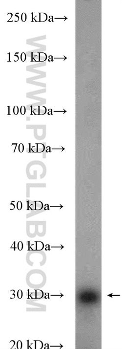 GTF2B Rabbit anti-Human, Mouse, Rat, Polyclonal, Proteintech:Anticorps:Anticorps