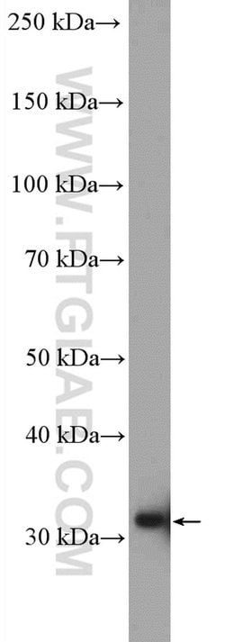 GTF2B Rabbit anti-Human, Mouse, Rat, Polyclonal, Proteintech:Anticorps:Anticorps