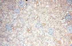 ADH4 Rabbit anti-Human, Mouse, Rat, Polyclonal, Proteintech:Antibodies:Primary
