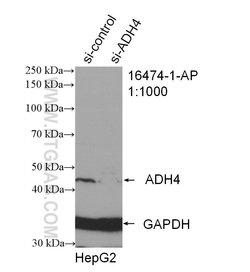 ADH4 Rabbit anti-Human, Mouse, Rat, Polyclonal, Proteintech:Antibodies:Primary