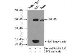 MVP/LRP Rabbit anti-Human, Mouse, Rat, Polyclonal, Proteintech 150 &mu;L;