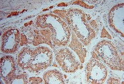 MVP/LRP Rabbit anti-Human, Mouse, Rat, Polyclonal, Proteintech 150 &mu;L;