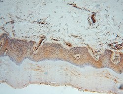 MVP/LRP Rabbit anti-Human, Mouse, Rat, Polyclonal, Proteintech 150 &mu;L;