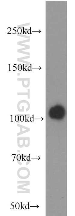 MVP/LRP Rabbit anti-Human, Mouse, Rat, Polyclonal, Proteintech 150 &mu;L;