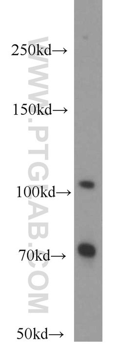 MVP/LRP Rabbit anti-Human, Mouse, Rat, Polyclonal, Proteintech 150 &mu;L;