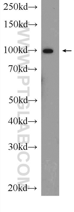 MVP/LRP Rabbit anti-Human, Mouse, Rat, Polyclonal, Proteintech 150 &mu;L;