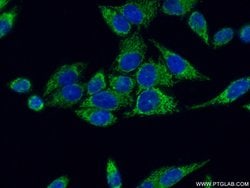 ATP5I Rabbit anti-Human, Mouse, Rat, Polyclonal, Proteintech:Antibodies:Primary