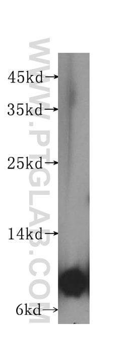 ATP5I Rabbit anti-Human, Mouse, Rat, Polyclonal, Proteintech:Antibodies:Primary