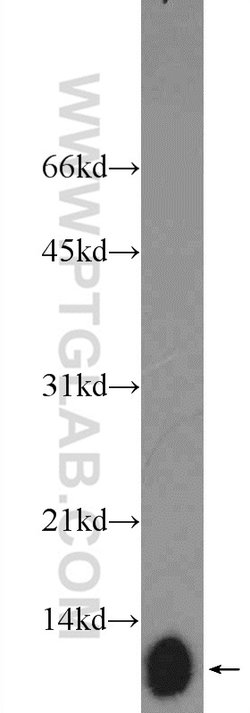 ATP5I Rabbit anti-Human, Mouse, Rat, Polyclonal, Proteintech:Antibodies:Primary