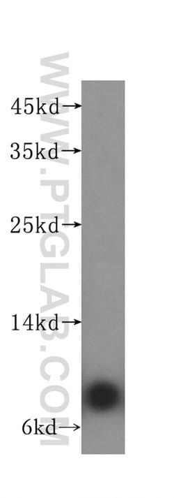 ATP5I Rabbit anti-Human, Mouse, Rat, Polyclonal, Proteintech:Antibodies:Primary