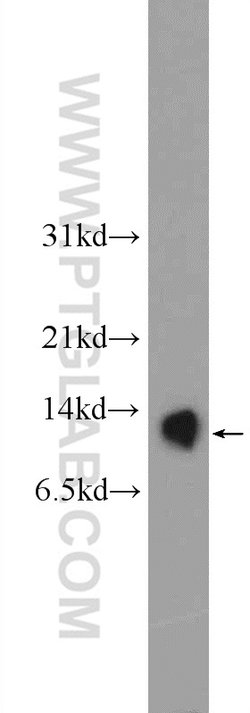 ATP5I Rabbit anti-Human, Mouse, Rat, Polyclonal, Proteintech:Antibodies:Primary