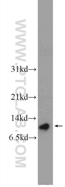 ATP5I Rabbit anti-Human, Mouse, Rat, Polyclonal, Proteintech:Antibodies:Primary