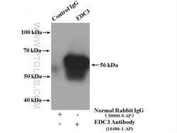EDC3 Rabbit anti-Human, Mouse, Rat, Polyclonal, Proteintech:Anticorps:Anticorps