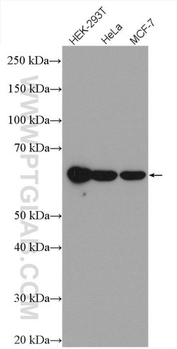 EDC3 Rabbit anti-Human, Mouse, Rat, Polyclonal, Proteintech:Anticorps:Anticorps