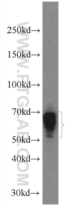 IGHD Rabbit anti-Human, Polyclonal, Proteintech 150 &mu;L; Unconjugated:Antibodies,