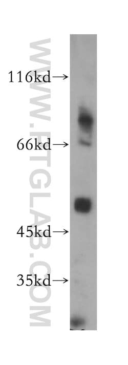 GPR137B Rabbit anti-Human, Polyclonal, Proteintech:Anticorps:Anticorps