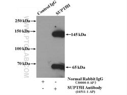 SUPT5H Rabbit anti-Human, Mouse, Rat, Polyclonal, Proteintech 150 &mu;L;