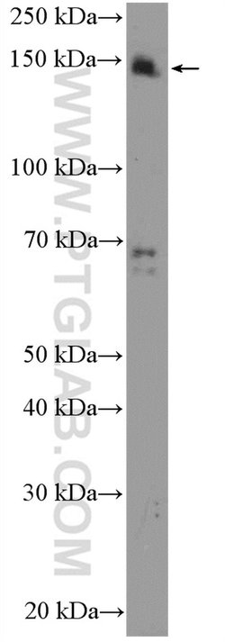 SUPT5H Rabbit anti-Human, Mouse, Rat, Polyclonal, Proteintech 150 &mu;L;
